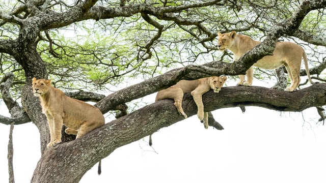 ACP - tanzania februari-7403313.jpg