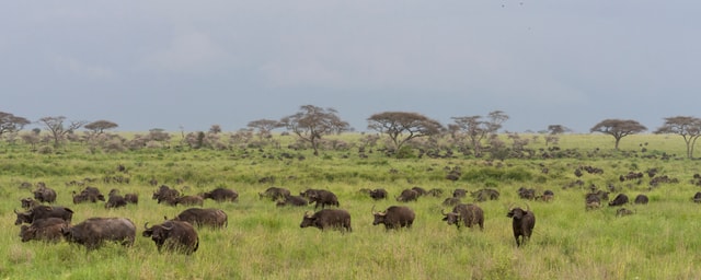 ACP - tanzania februari-7404390.jpg