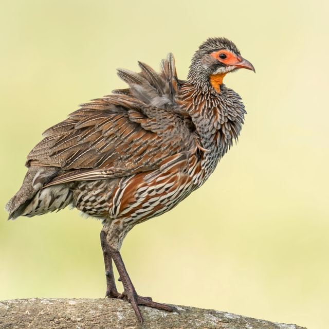 ACP - tanzania februari-9200025.jpg