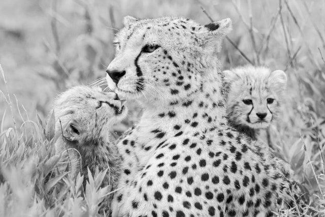 ACP - tanzania februari-9201188.jpg