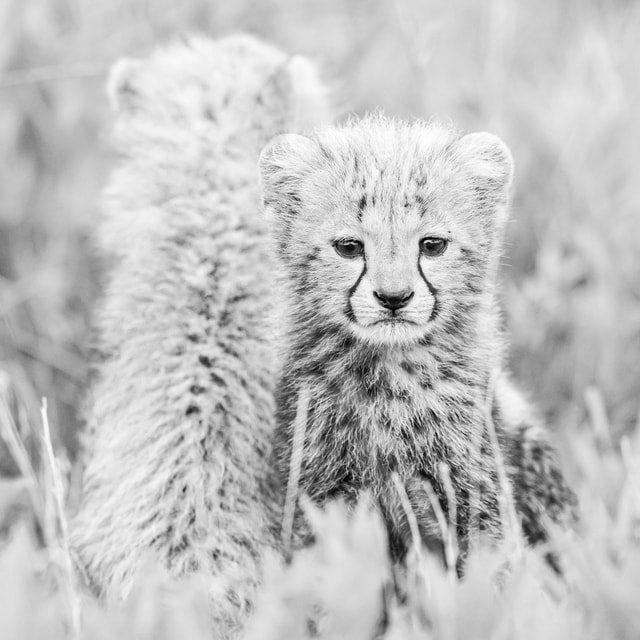 ACP - tanzania februari-9201228.jpg