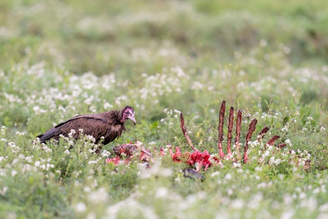 ACP - tanzania februari-9201303.jpg