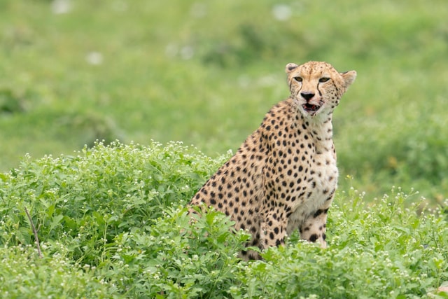 ACP - tanzania februari-9202188.jpg