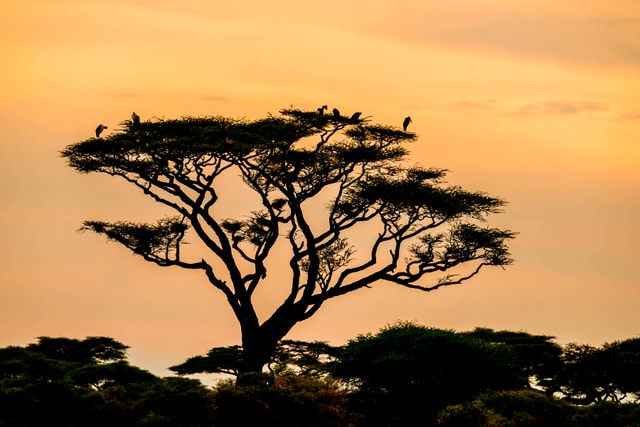 ACP - tanzania februari-9202497.jpg