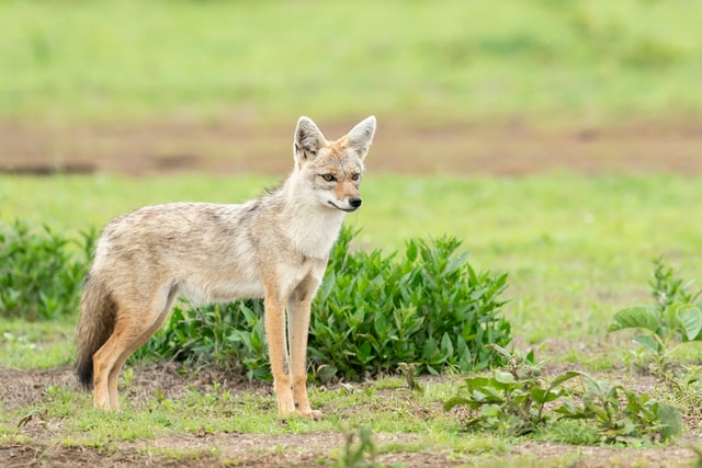 ACP - tanzania februari-9202910.jpg