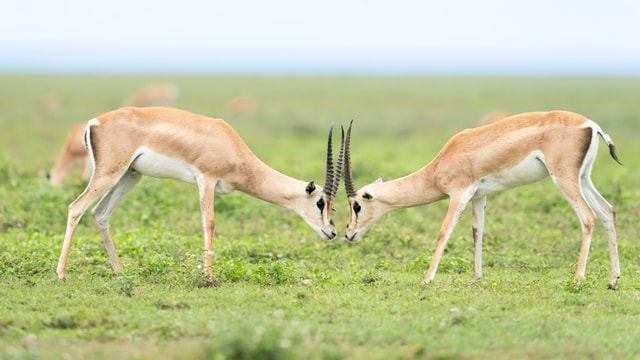 ACP - tanzania februari-9203002.jpg