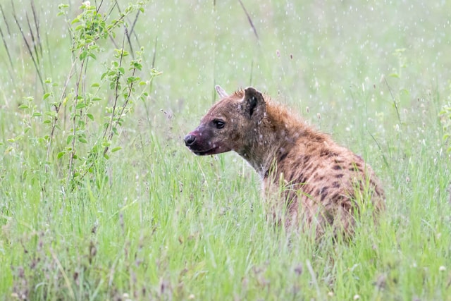 ACP - tanzania februari-9203382.jpg