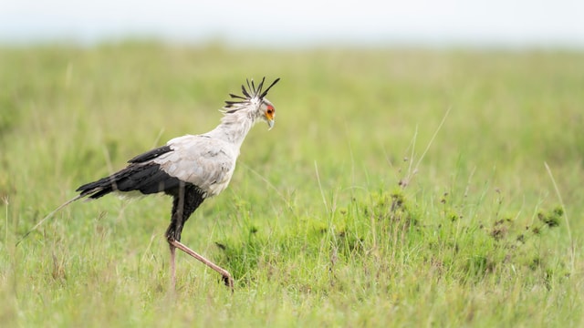 ACP - tanzania februari-9203805.jpg