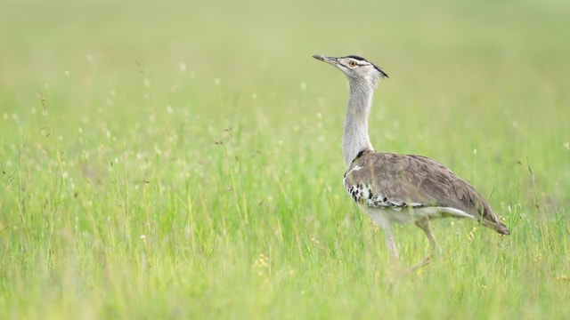 ACP - tanzania februari-9204208.jpg