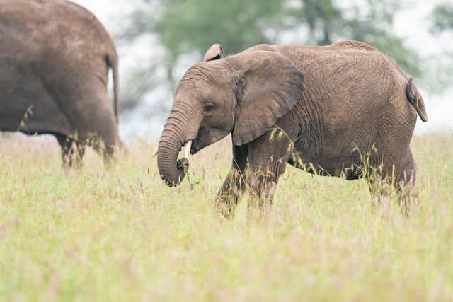 ACP - tanzania februari-9204369.jpg