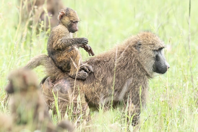 ACP - tanzania februari-9204643.jpg