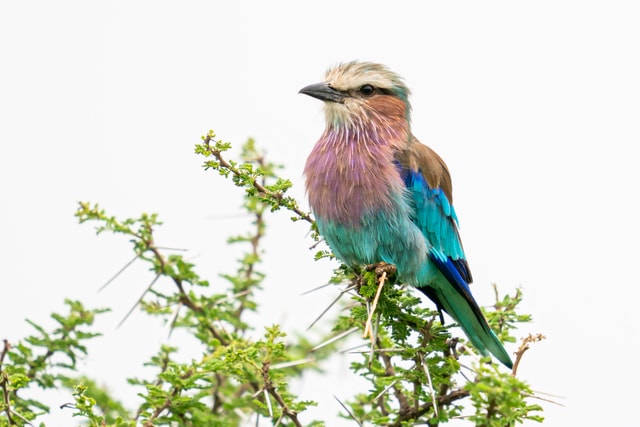 ACP - tanzania februari-9204940.jpg