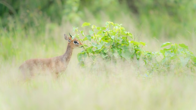 ACP - tanzania februari-9204951.jpg