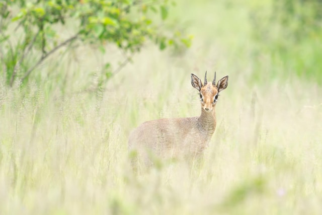 ACP - tanzania februari-9204986.jpg