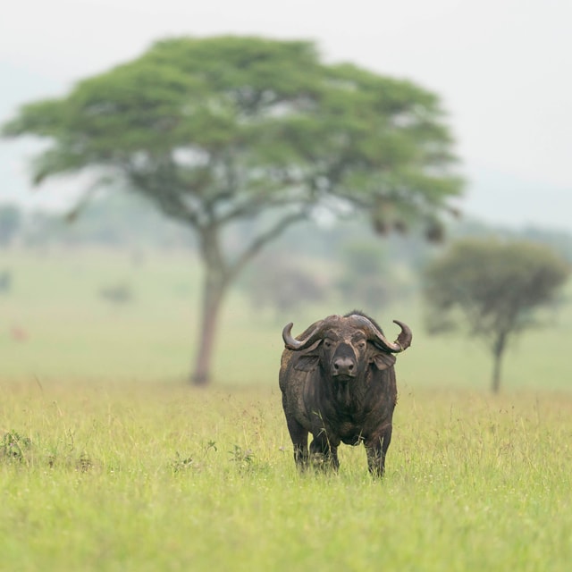 ACP - tanzania februari-9205532.jpg