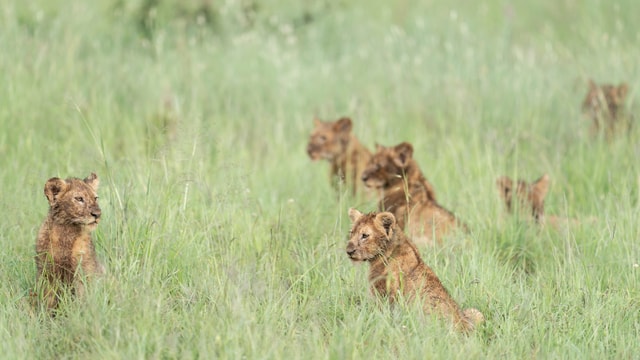 ACP - tanzania februari-9205990.jpg