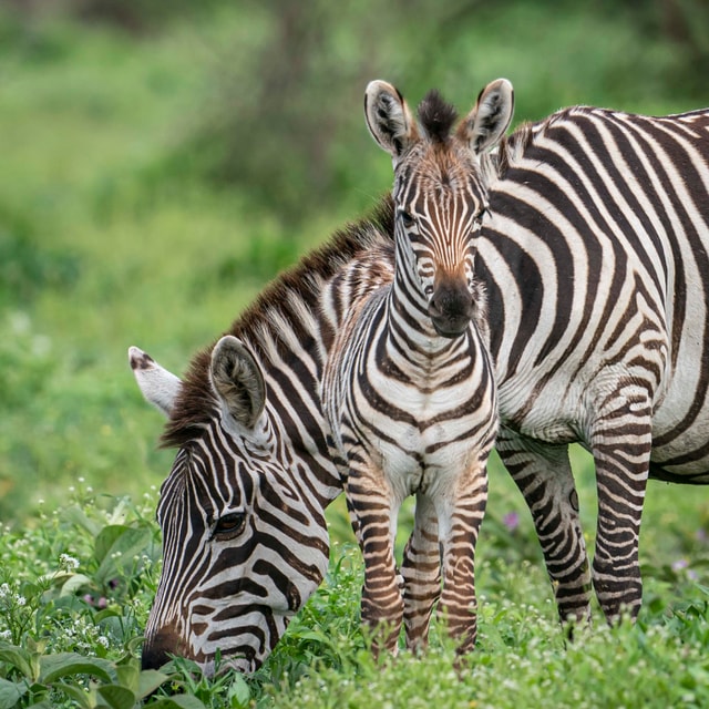 ACP - tanzania februari-9206709.jpg