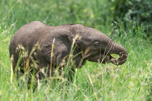 ACP - tanzania februari-9206805.jpg