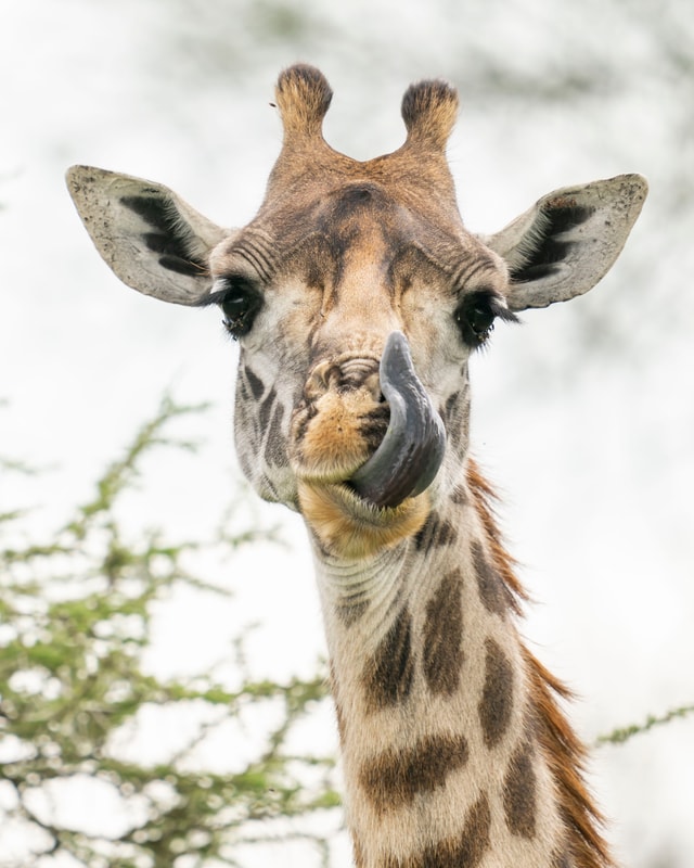 ACP - tanzania februari-9207101.jpg