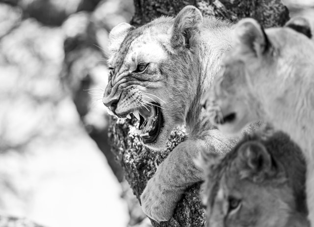 ACP - tanzania februari-9207591.jpg