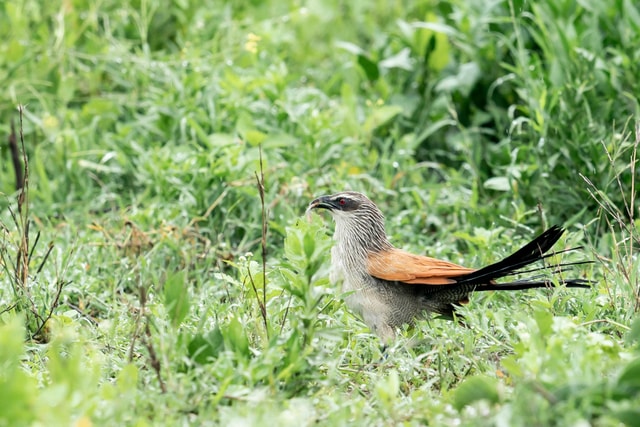 ACP - tanzania februari-9208049.jpg