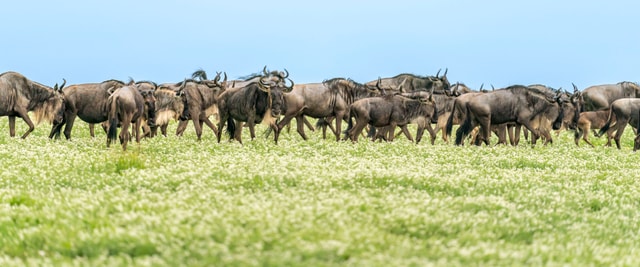 ACP - tanzania februari-9208139.jpg