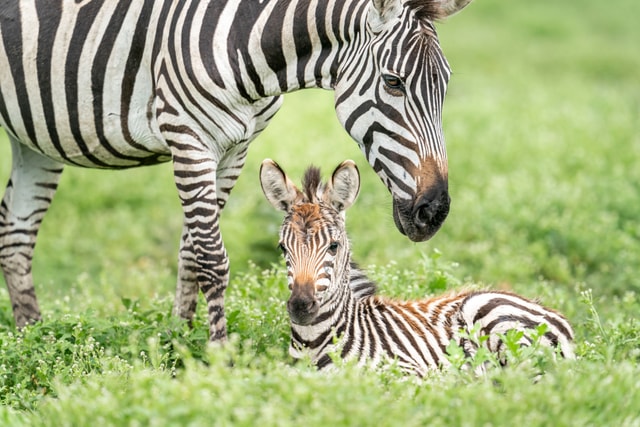 ACP - tanzania februari-9208818.jpg