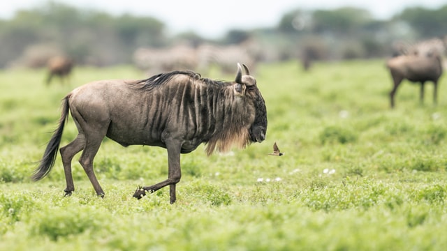ACP - tanzania februari-9208864.jpg