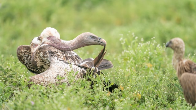 ACP - tanzania februari-9209008.jpg