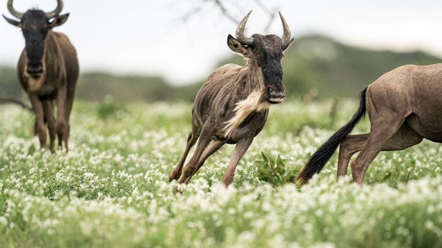 ACP - tanzania februari-9209271.jpg