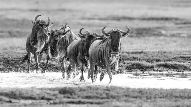 ACP - tanzania februari-9209661.jpg