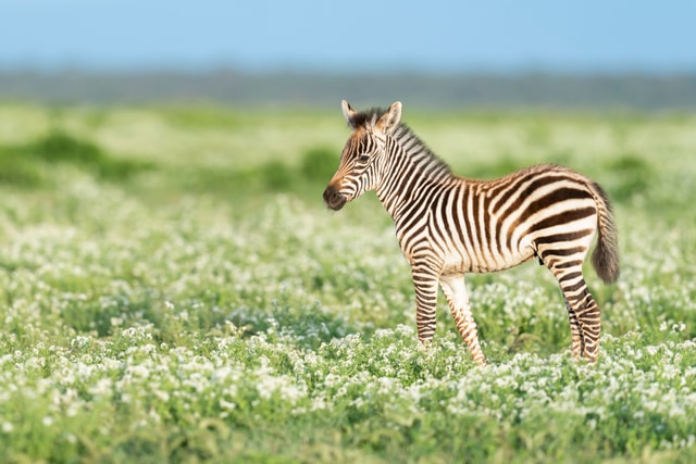 ACP - tanzania februari-9209753.jpg