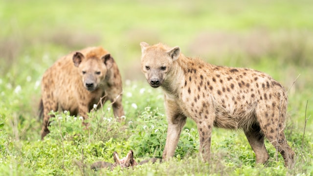 ACP - tanzania februari-9209913.jpg