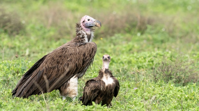 ACP - tanzania februari-9209967.jpg