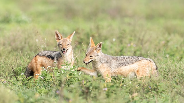 ACP - tanzania februari-9209977.jpg