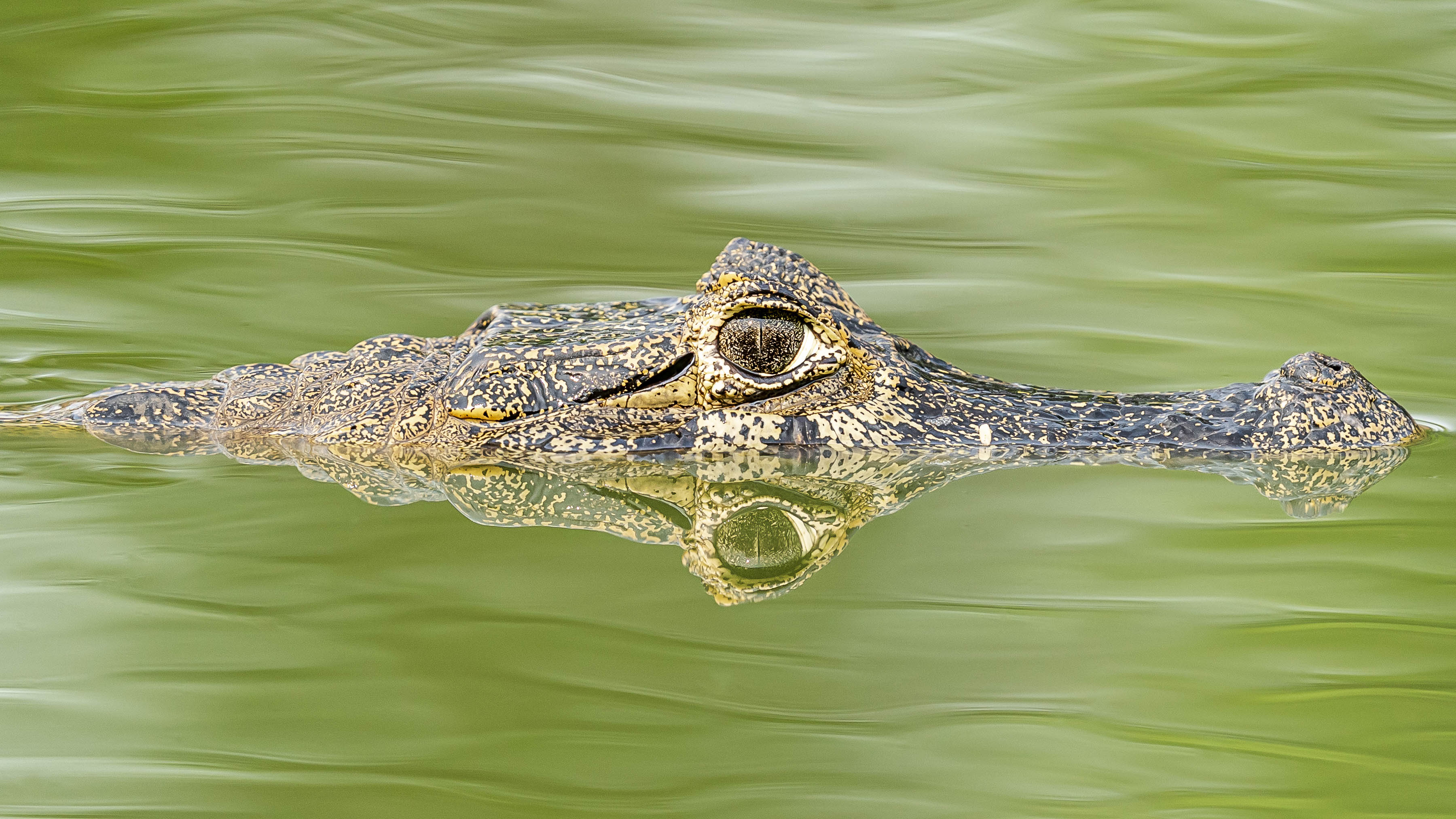 240918 Pantanal en Atlantisch Regenwoud-928948.jpg